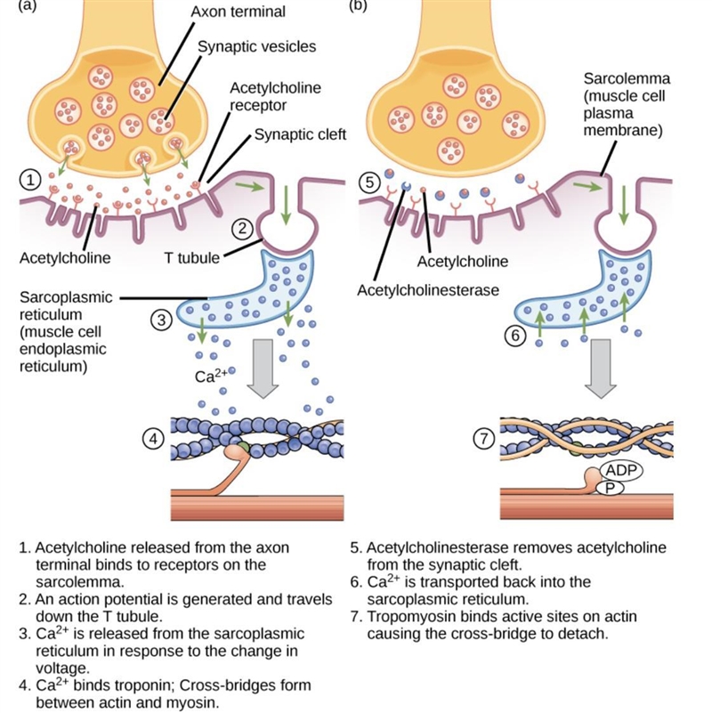 What is the final stage of a typical muscle contraction, ending the contraction myofibrils-example-1