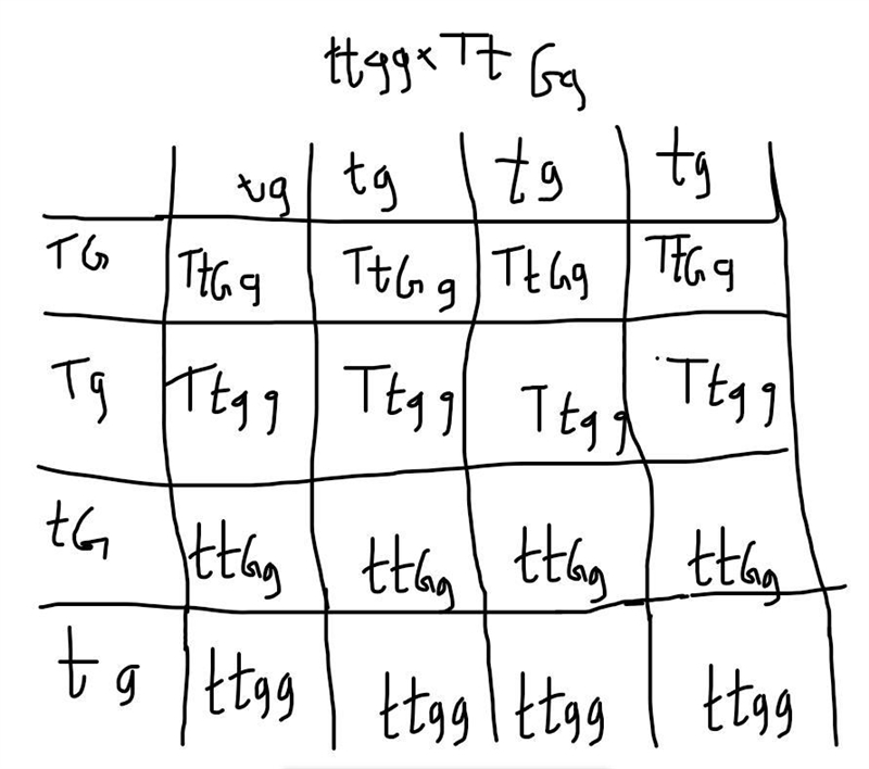 T (tall) is dominant over t (short) G (green) is dominant over g (yellow) Cross a-example-1