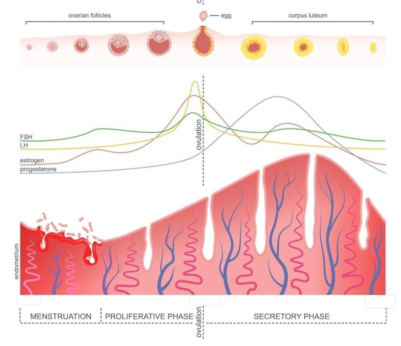 What is ovulation? please help,!!​-example-2