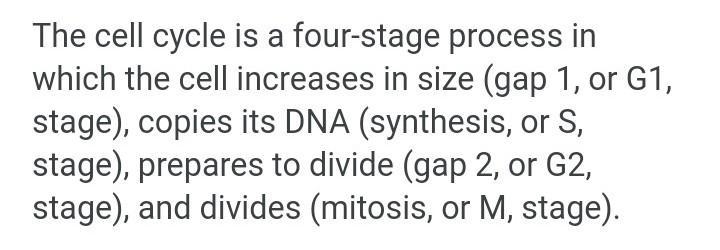 List 4 stages of the cell cycle-example-1