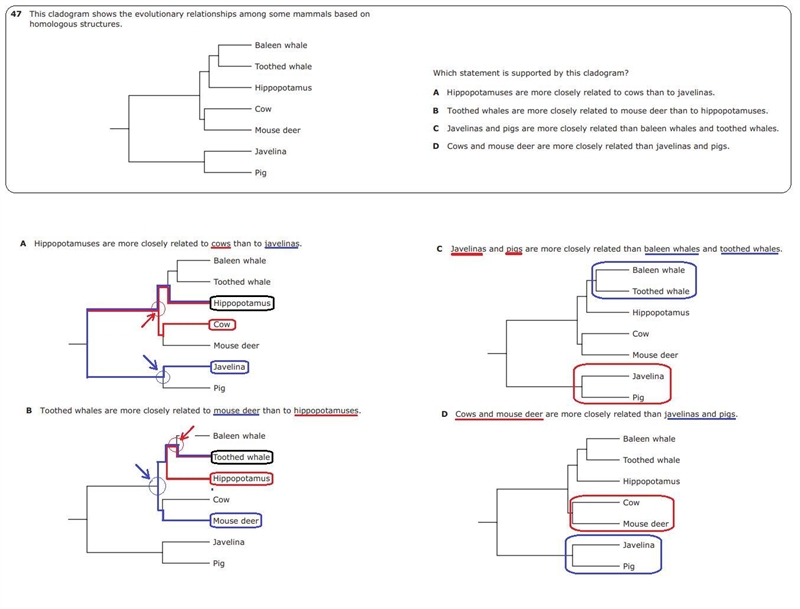 47. This cladogram shows the evolutionary relationships among some mammals based on-example-1