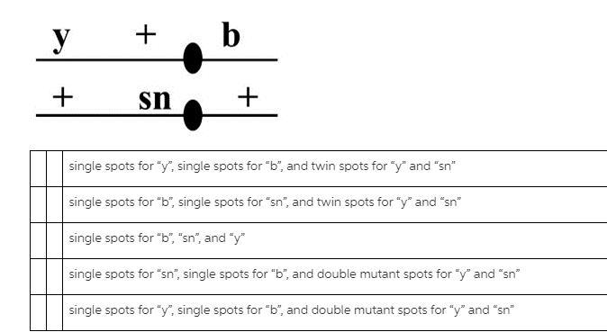 What phenotypes could result from the mitotic crossing over in an individual that-example-1