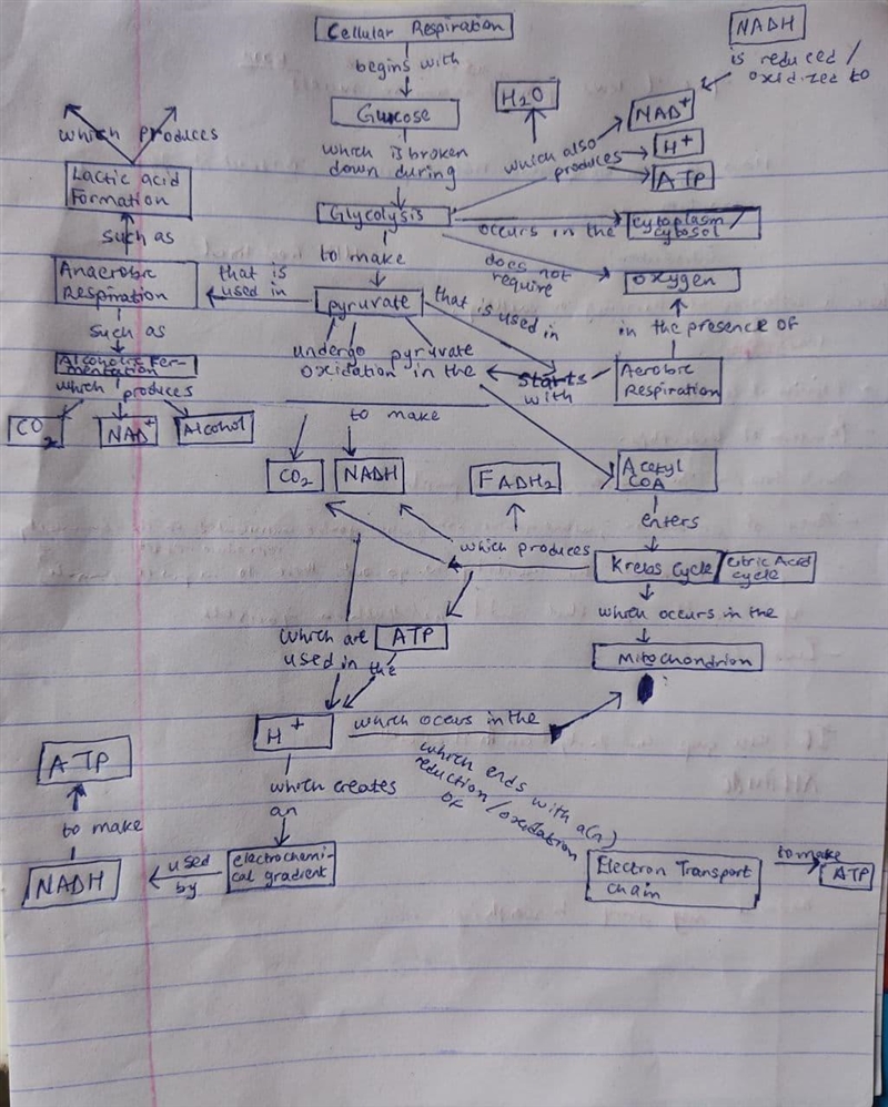 Word Bank (terms may be used more than once) ATP synthase glucose NAD mitochondria-example-2