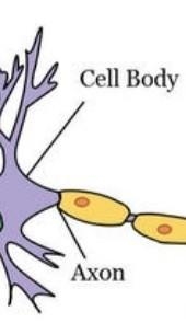 28. The figure below shows an animal tissue (a) Name (1) The parts of the tissue labelled-example-3