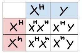 1) Color blindness is a trait that is carried on the X chromosome. Perform a cross-example-1