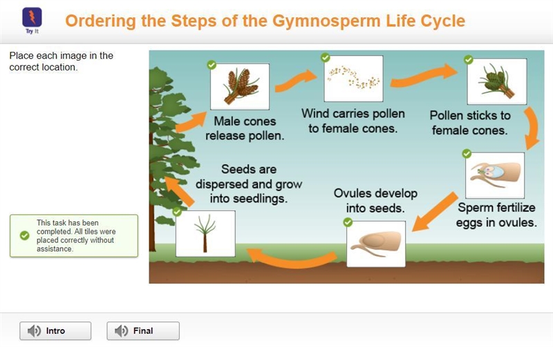 Place each image in the correct ordering the steps of the gymnosperm life cycle-example-1