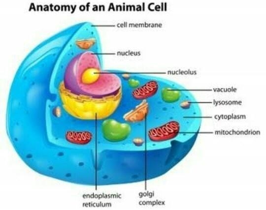 What type of cell is shown in this model please help-example-1