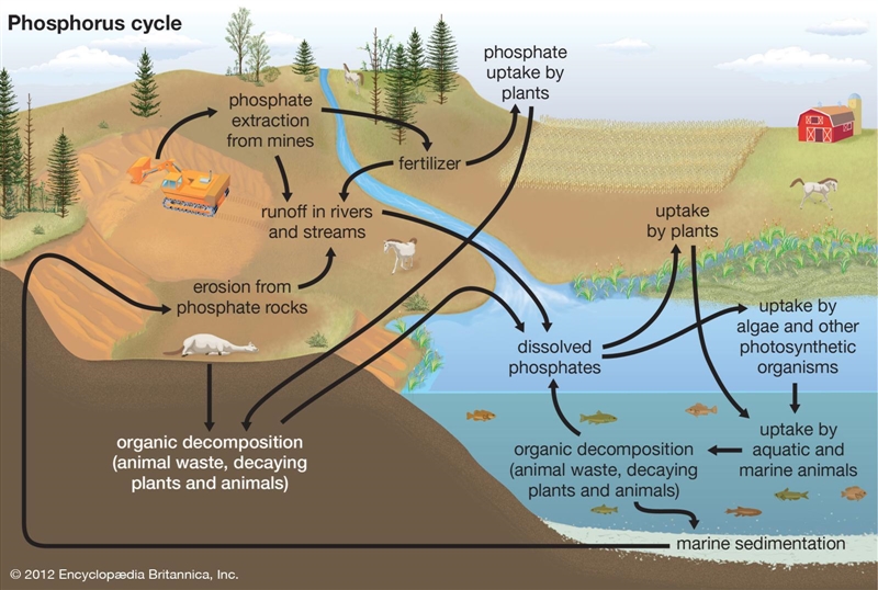 What is an element/compound that is cycled through ecosystem?-example-3