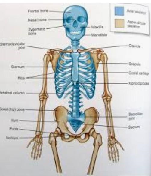 Check all the bones in the axial skeleton: - Mandible -Carpus -Parietal -Ulna -Coccyx-example-1