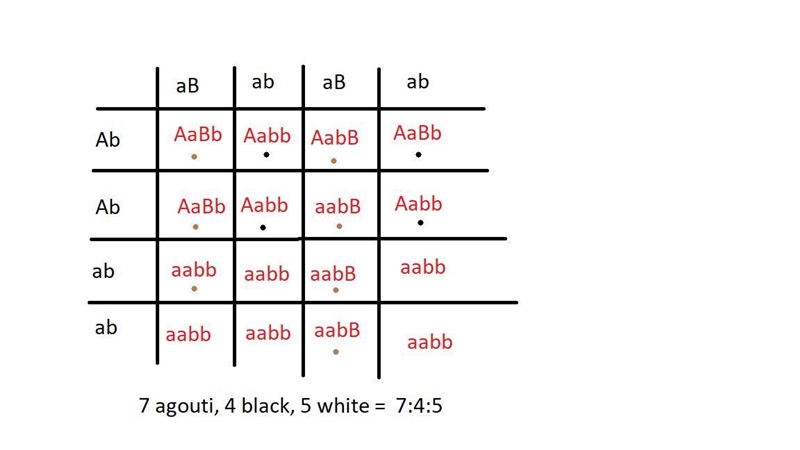 In mice, coat color is determined by 2 epistatically interacting genes. Mice with-example-1