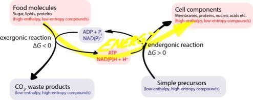 Does anabolism belong in photosynthesis or cellular respiration?-example-1