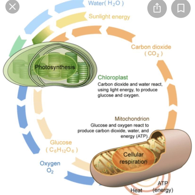 Describe how cellular respiration and photosynthesis are related to one another.-example-1