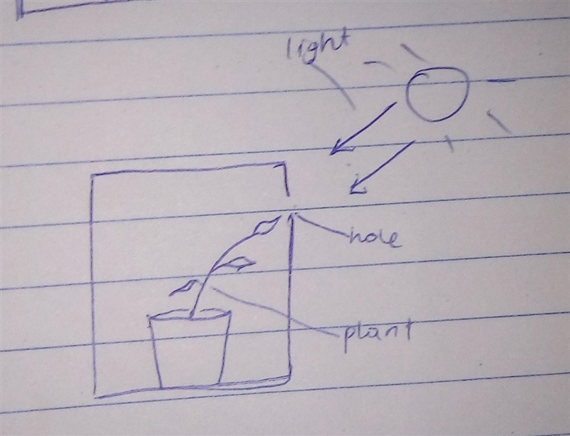 Phototropism - Definition: Sentence: Picture: Can someone please help me?!-example-1