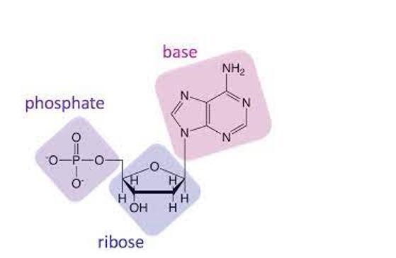 The molecule shown below would be classified as: A) Lipid B) Carbohydrate C) Nucleic-example-1