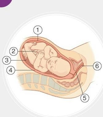 What is parturtion and lactation???​-example-1