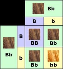 You are to make a punnett square involving 2-3 traits. You must also list the genotypes-example-1