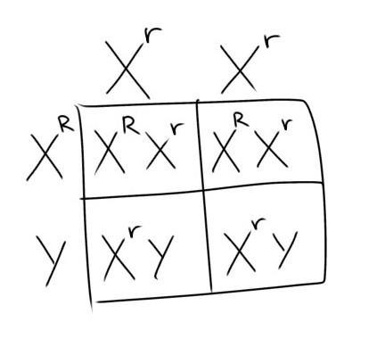 PLEASE HELP QUICK!!! If R = red-eyed and r = white-eyed, what would be the result-example-1