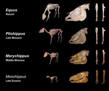 Explain how fossils could be used as evidence of evolution-example-1