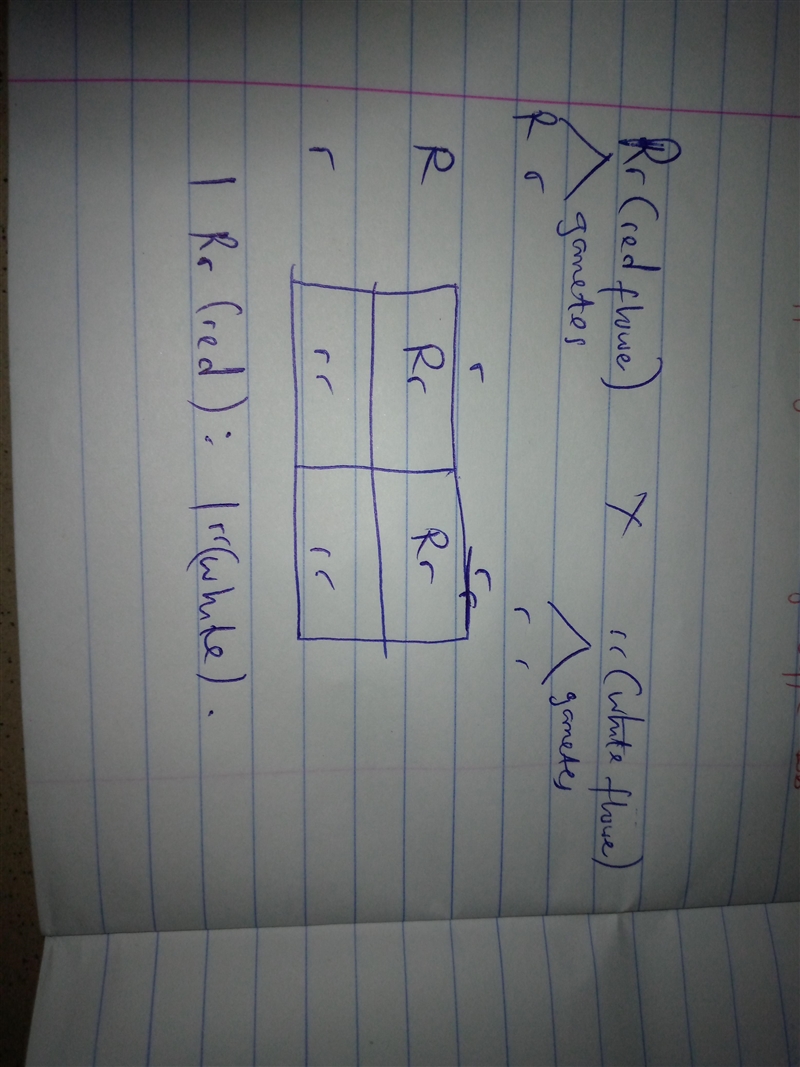 Dihybrid Practice Problems 1. A cross between a plant with red flowers (R) and a plant-example-1