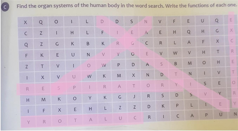 Find the organ system of the human body in the word search. to write the function-example-1