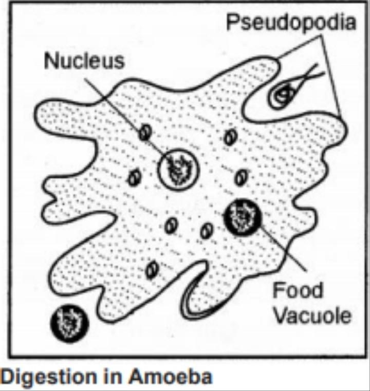 6. Briefly describe the process of digestion in Amoeba with the help of labelled diagram-example-1