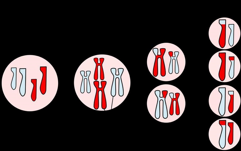 Which process is represented by the picture below? A. Vegetative Propagation B. Meiosis-example-1