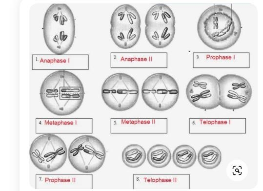 Phases of meiosis//// ANSWER PLEASE-example-1