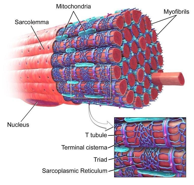 Muscle cell labelled diagram ​-example-1