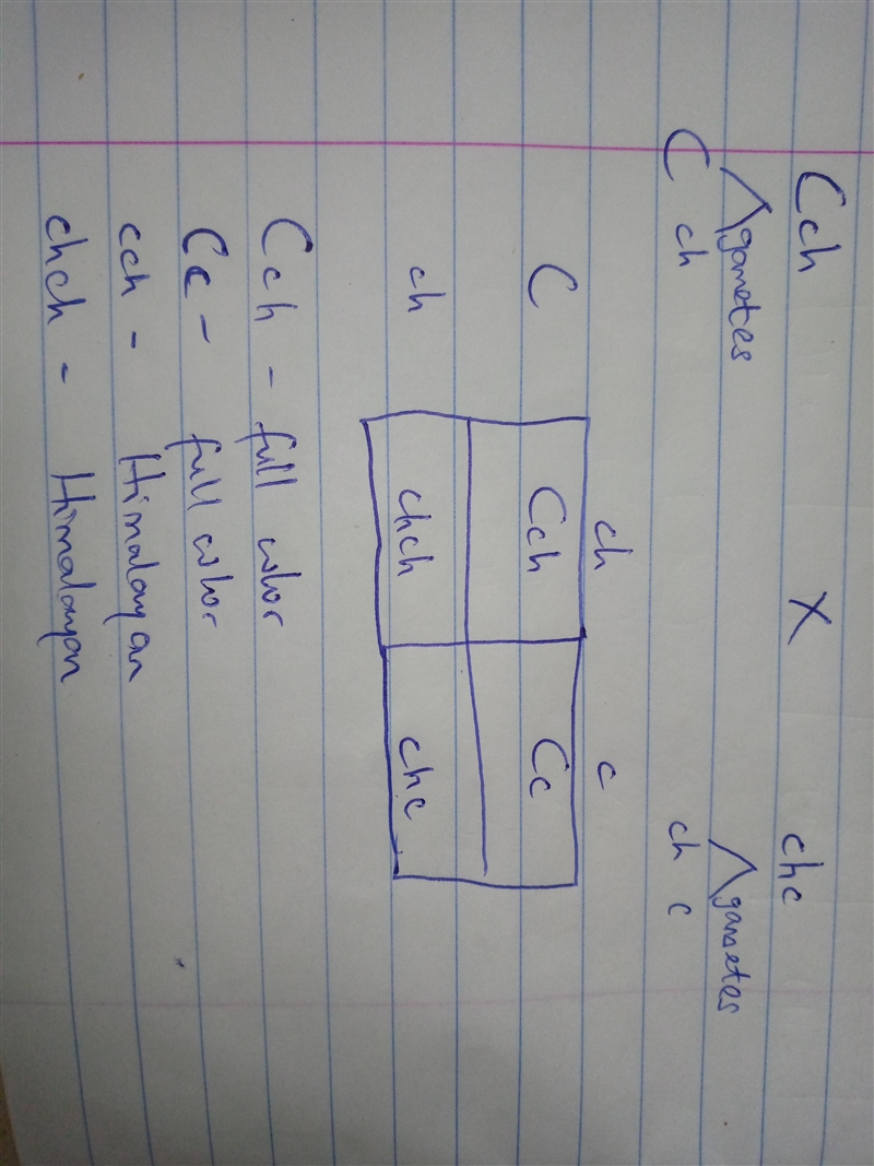 In rabbits, an allelic series helps to determine coat color at the color C locus: C-example-1