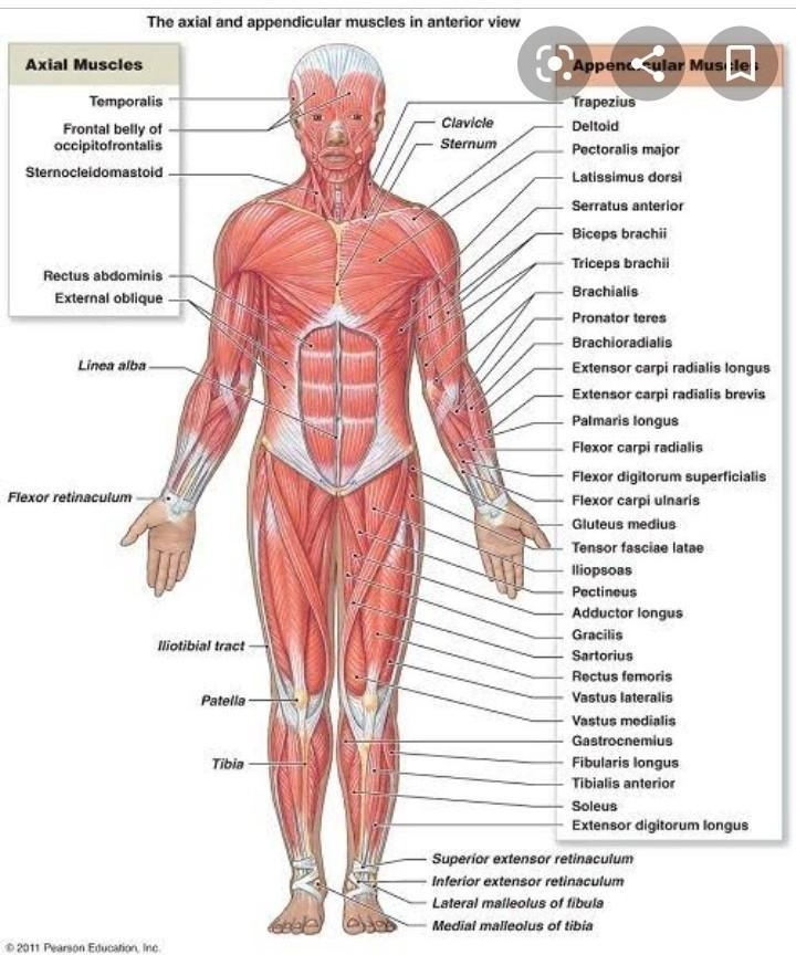 Muscular system diagram-example-1