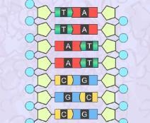 What would the dna look like if it was made from dna with the following sequences-example-2