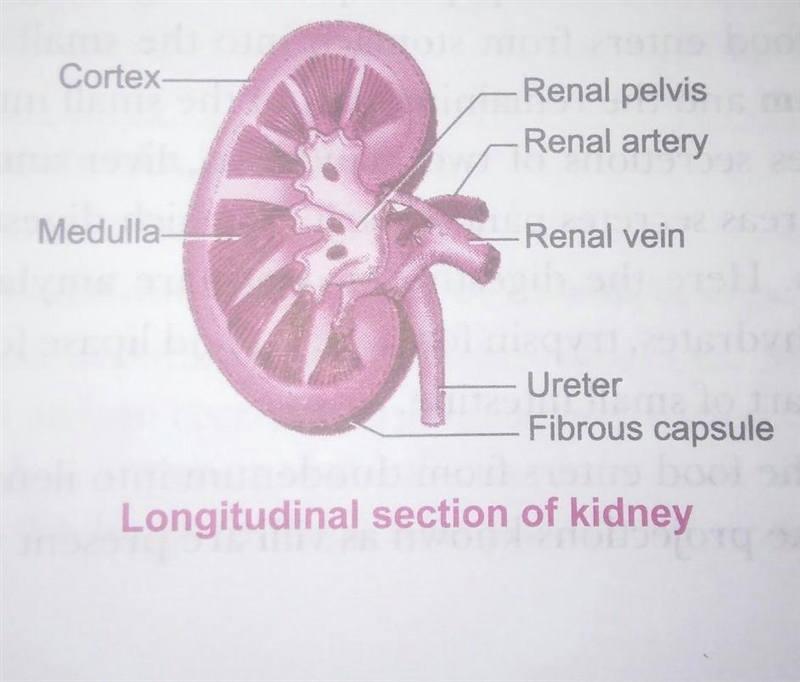 Describe the structure of human kidney. answer in brief..okay..i appreciate correct-example-1