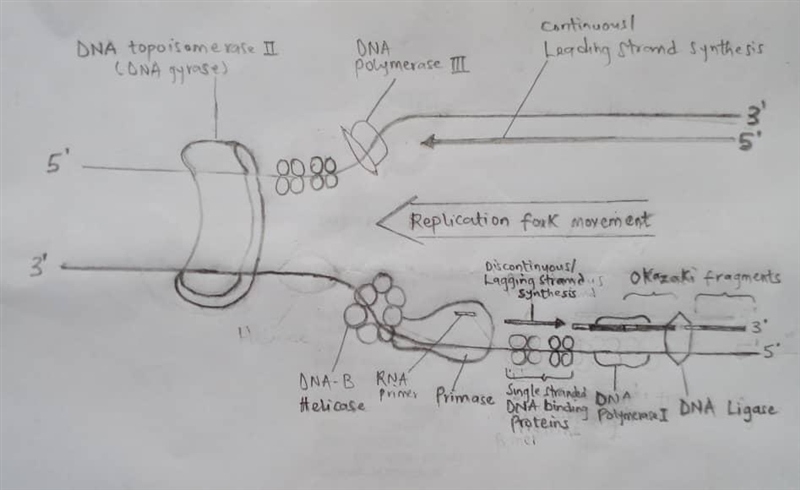 Sketch a replication fork of bacterial DNA in which one strand is being replicated-example-1