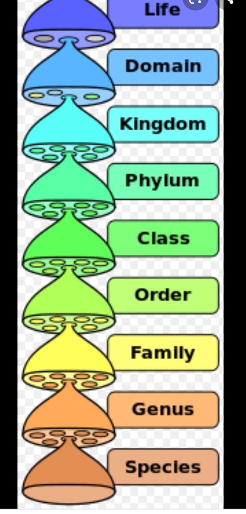 What life within the Kingdom of the fungus predominates today in your hierarchy scale-example-1