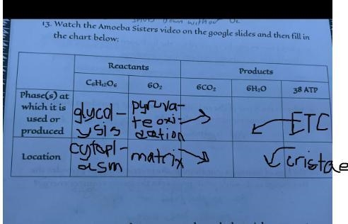 Cellular respiration . help with chart-example-1