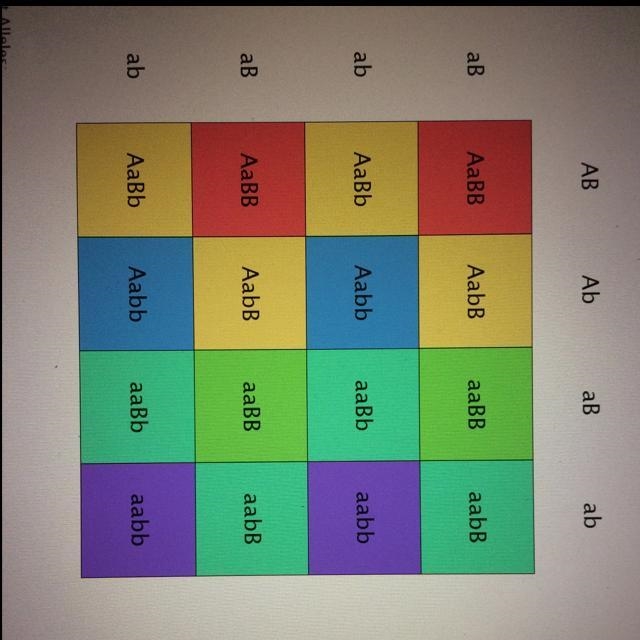 Run a Cross between 2 parents with genotype AaBb x aaBb-example-1