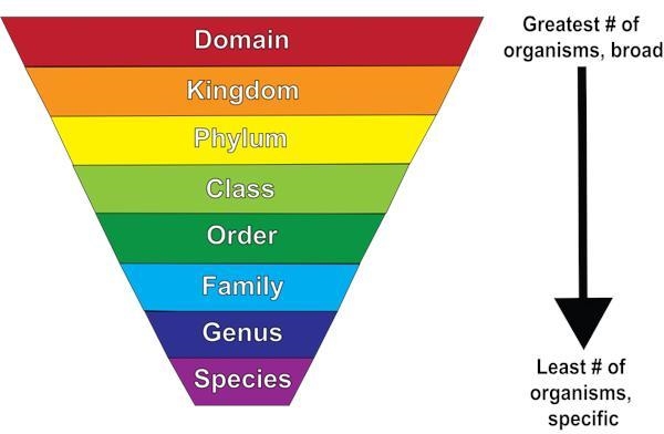 Human are similar to plants in that we share the same: domain kingdom phylum class-example-1