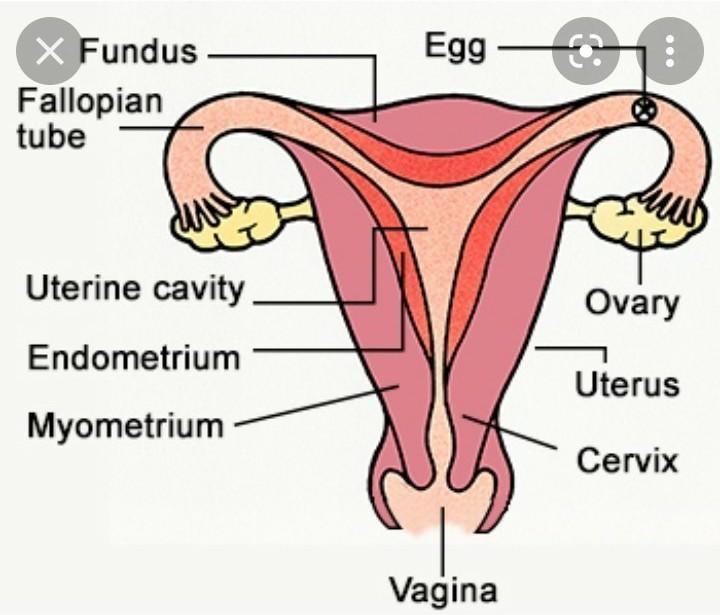 Diagram for female reproductive system​-example-1