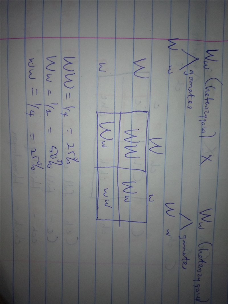 1. What percentage of puppies would have the same genotype as the parents, Ww?-example-1