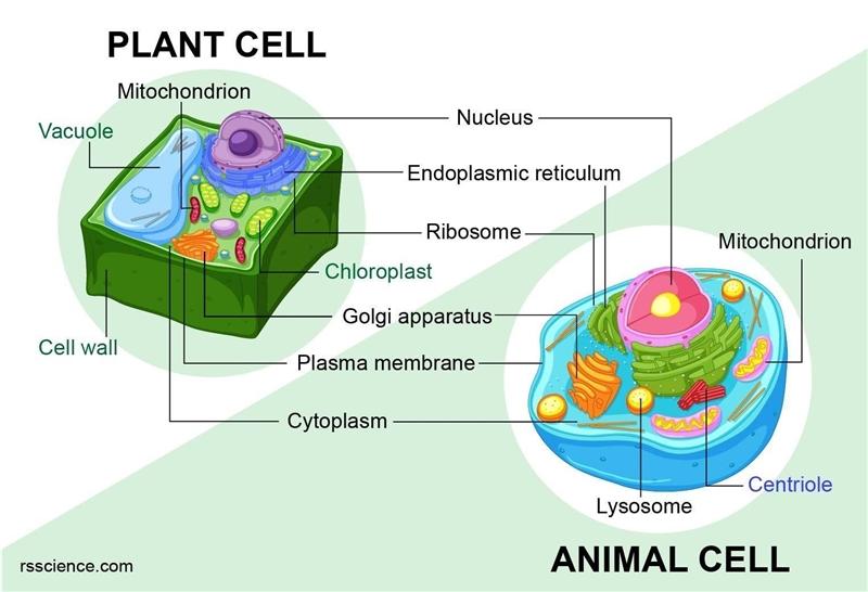 What type of cell is shown in this model please help-example-2