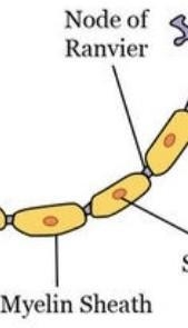 28. The figure below shows an animal tissue (a) Name (1) The parts of the tissue labelled-example-2