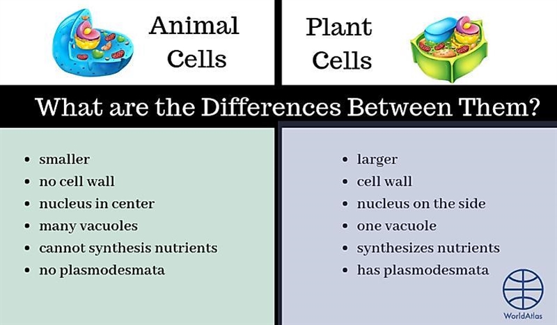 How can you tell the difference between a plant cell and animal cell?-example-2