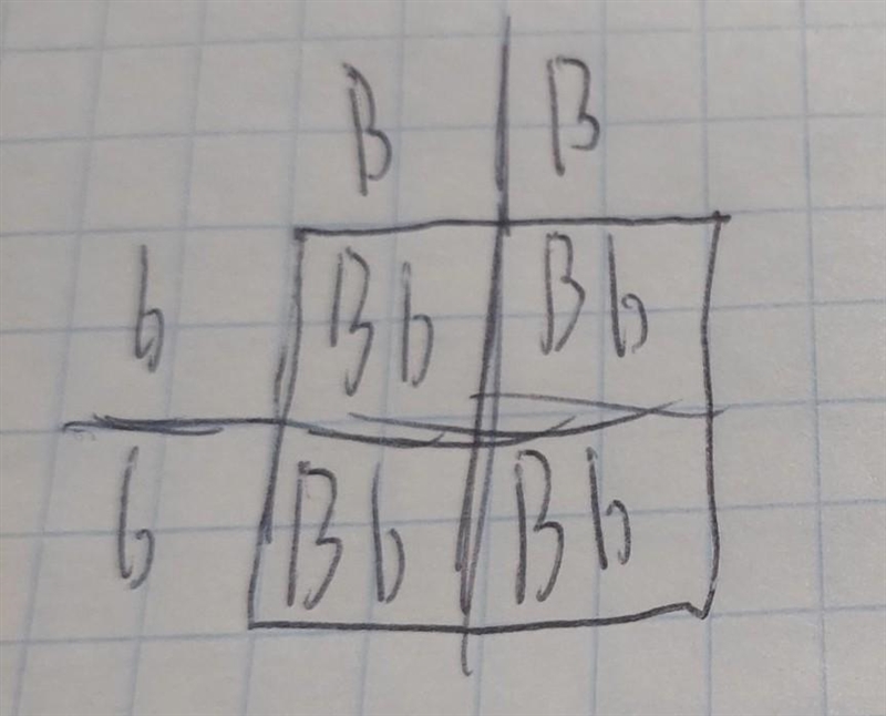 In a cross between blue and white smurfs in which blue B is dominant to white b. What-example-1