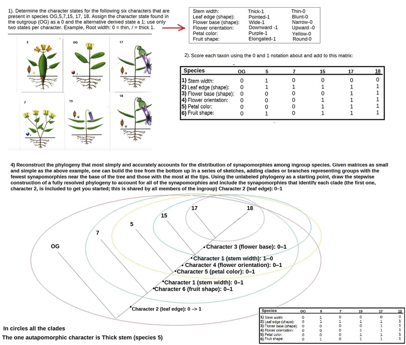 Reconstruct the phylogeny that most simply and accurately accounts for the distribution-example-1