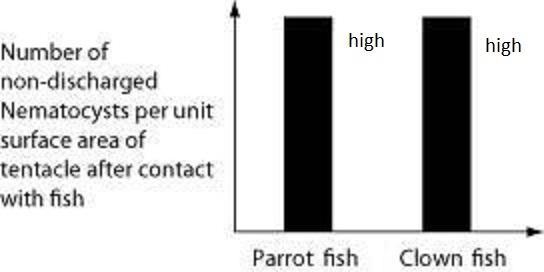 Normally, the clown fish readily swims among the tentacles of the sea anemones; the-example-1