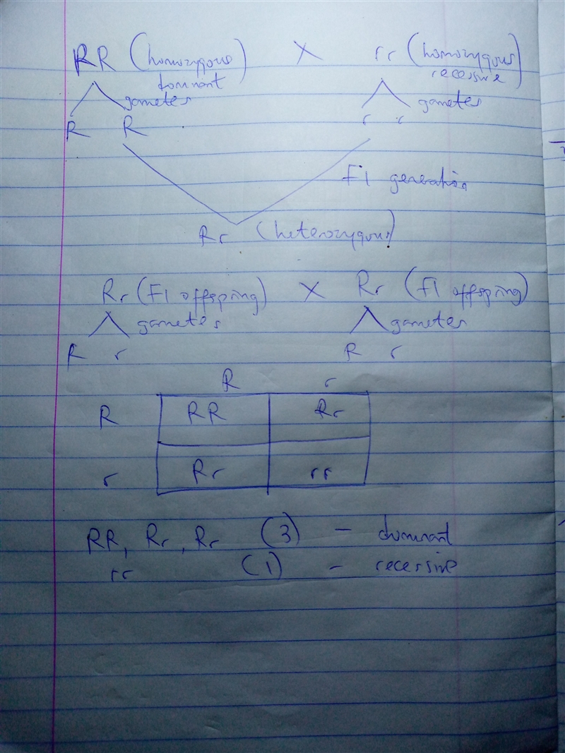 The second generation of a purebred cross of a h.o.m.o.zygous recessive organism, with-example-1