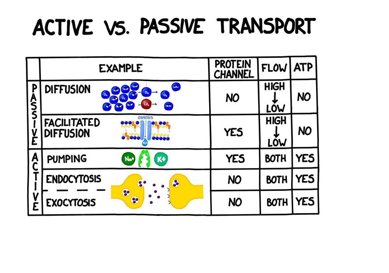 Which type of transport is endocytosis? Passive Facilitated Active-example-1