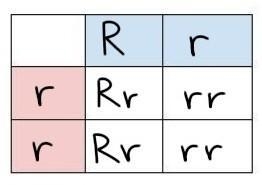 In pea plants, round peas are dominant over wrinkled peas. In a cross between a heterozygous-example-1