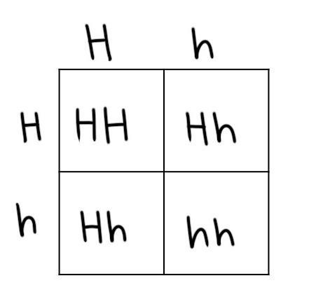 Alleles: H=hearing h=deaf Genotypes/Phenotypes: HH=hearing Hh=hearing (h carrier). hh-example-1