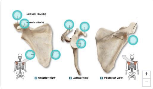 Identify the following in the bone to the right:-example-1